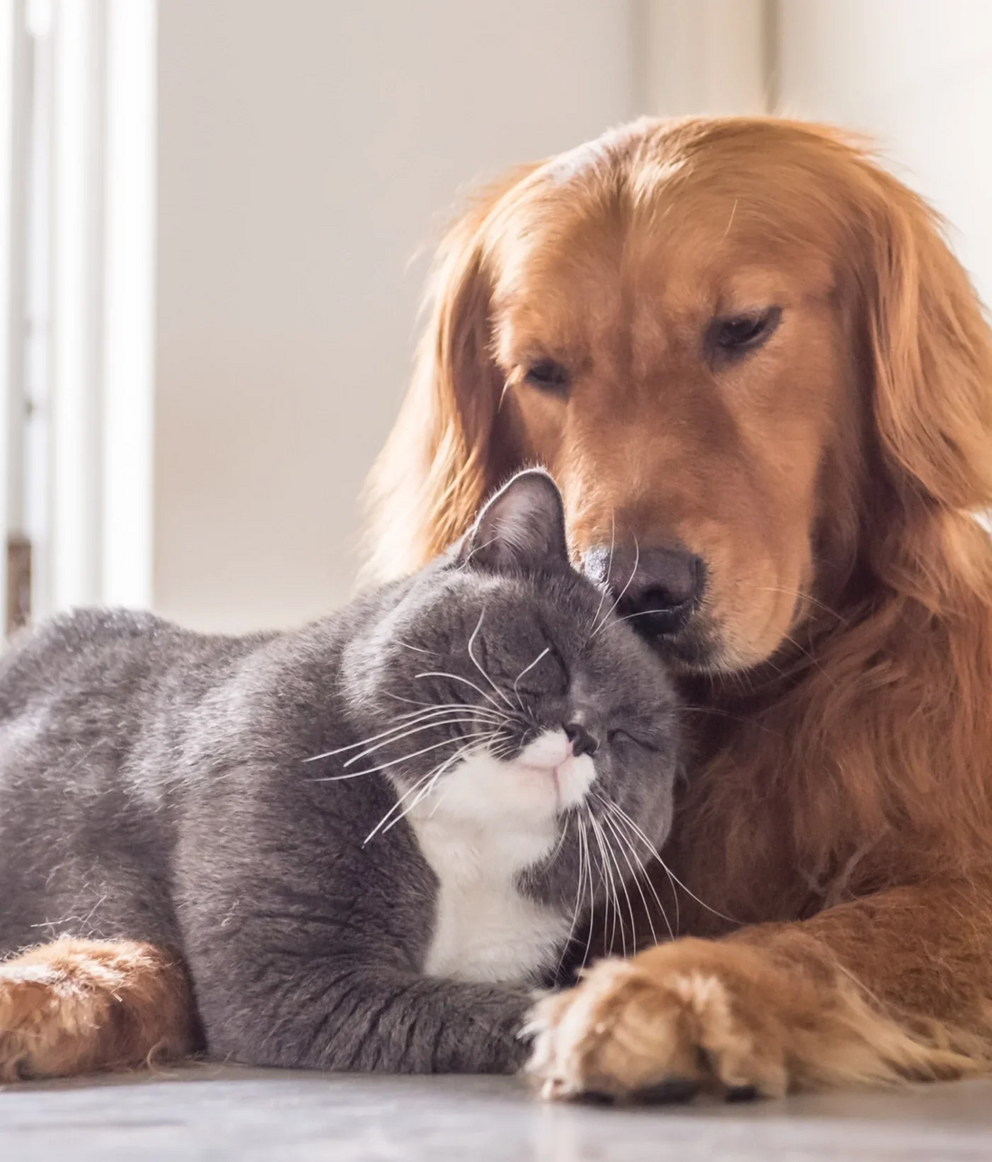 Keeping Your Golden Oldie Happy and Healthy