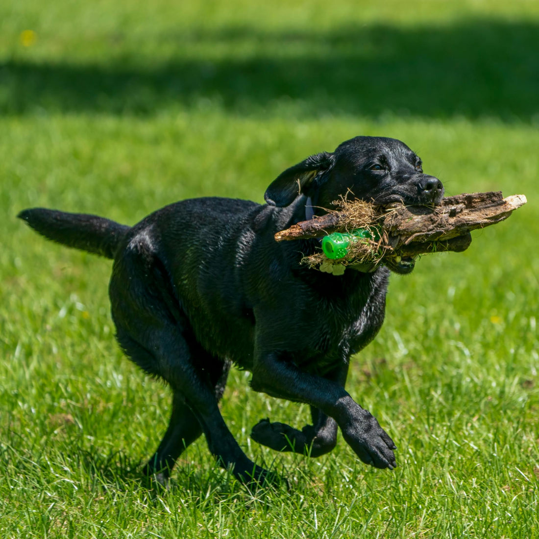 Tips for a Stress-Free Adventure with your Furry Friend