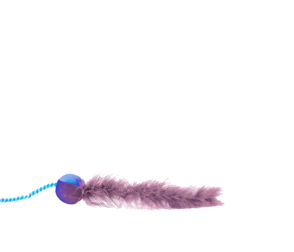 Feather Chase Toy